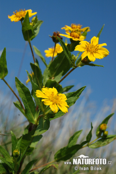 Dvojzub ovisnutý (Bidens cernua)