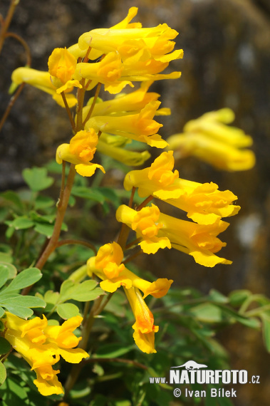 Dymnivka žlutá (Corydalis lutea)