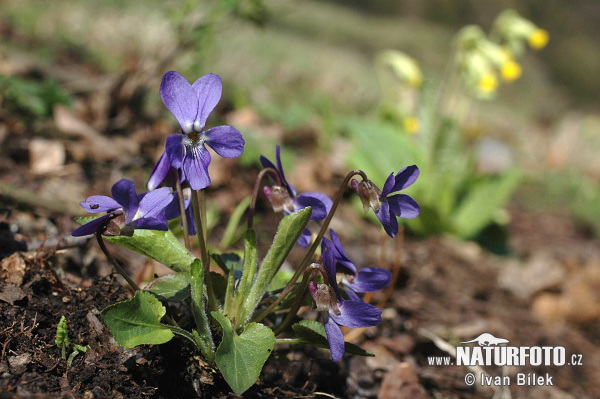 Fialka srstnatá (Viola hirta)