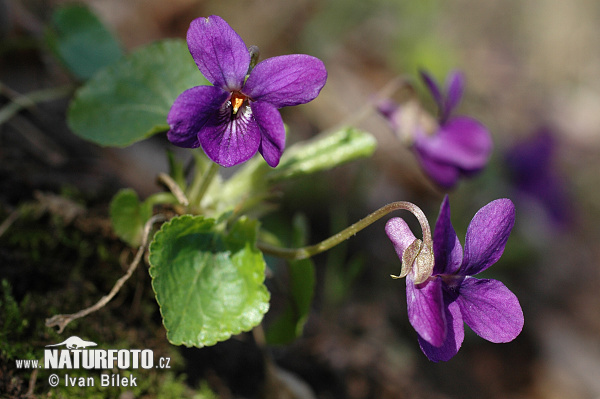 Fialka voňavá (Viola odorata)