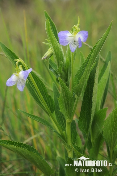 Fialka vyššia (Viola elatior)