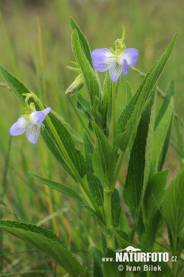 Fialka vyššia (Viola elatior)