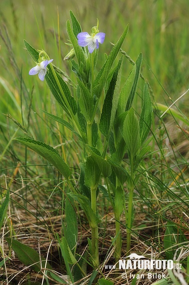 Fialka vyššia (Viola elatior)