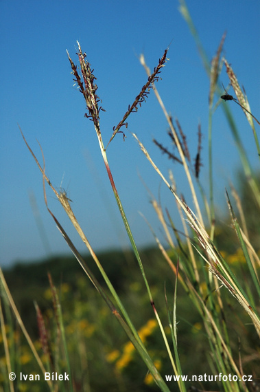 Fúzatka prstnatá (Bothriochloa ischaemum)