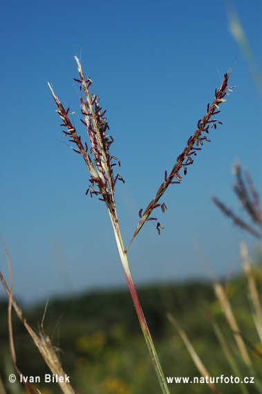 Fúzatka prstnatá (Bothriochloa ischaemum)