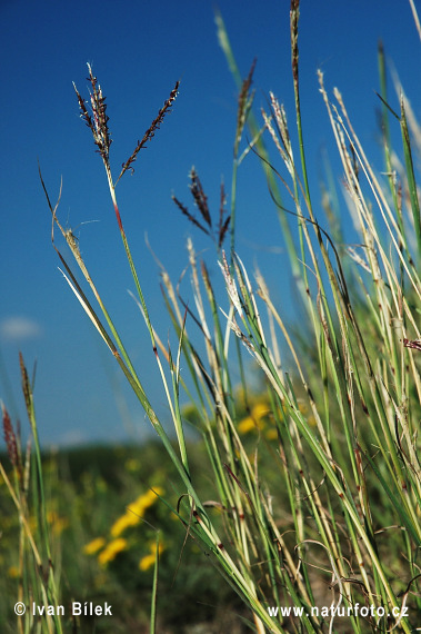 Fúzatka prstnatá (Bothriochloa ischaemum)