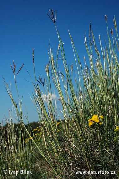 Fúzatka prstnatá (Bothriochloa ischaemum)