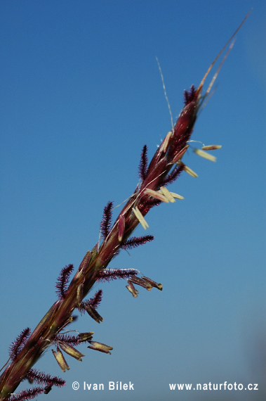 Fúzatka prstnatá (Bothriochloa ischaemum)