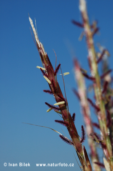 Fúzatka prstnatá (Bothriochloa ischaemum)