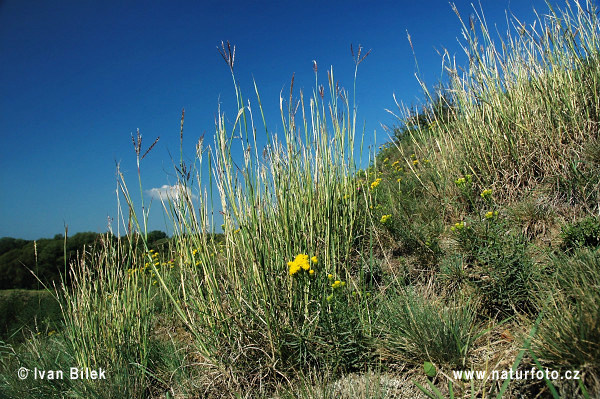 Fúzatka prstnatá (Bothriochloa ischaemum)