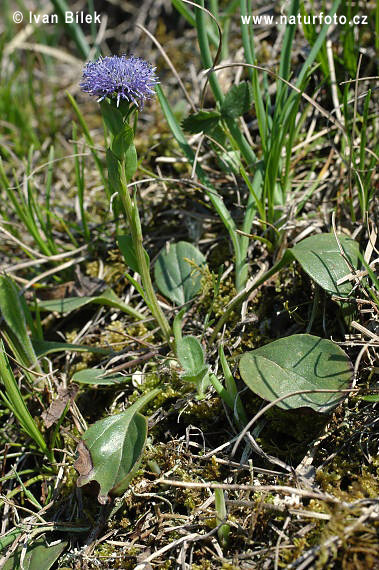 Guľôčka predĺžená (Globularia bisnagarica)