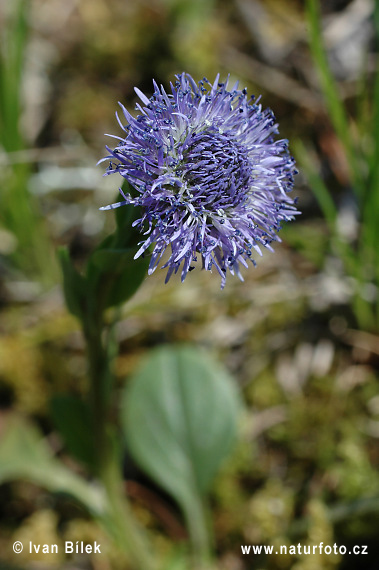 Guľôčka predĺžená (Globularia bisnagarica)