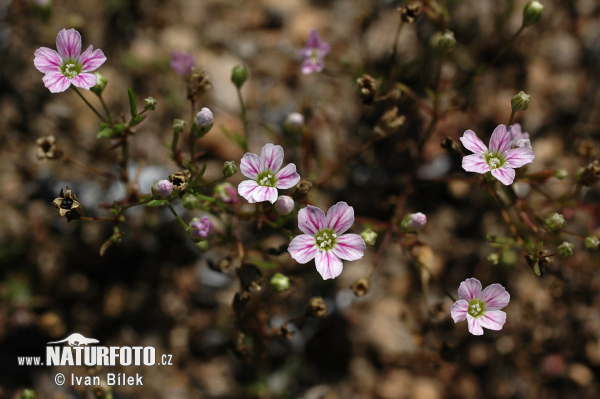 Gypsomilka múrová (Gypsophila muralis)