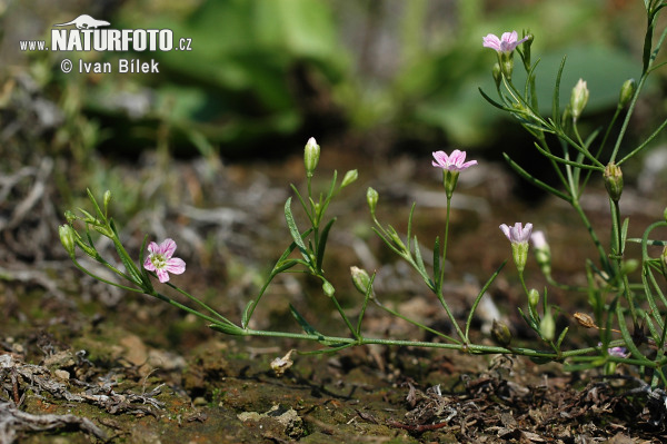 Gypsomilka múrová (Gypsophila muralis)