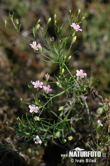 Gypsomilka múrová (Gypsophila muralis)