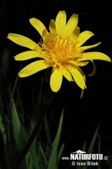 Hadomor nízky (Scorzonera humilis)