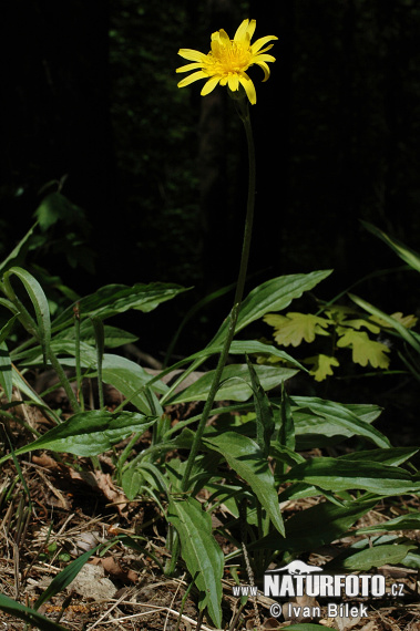 Hadomor nízky (Scorzonera humilis)