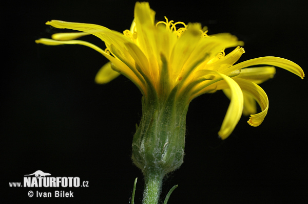 Hadomor nízky (Scorzonera humilis)