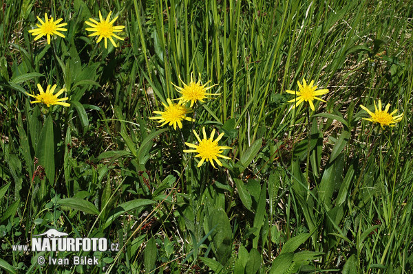 Hadomor nízky (Scorzonera humilis)