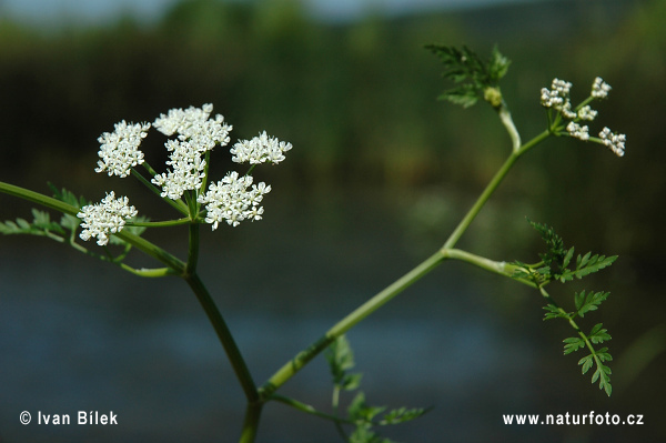 Haluchovka vodná (Oenanthe aquatica)