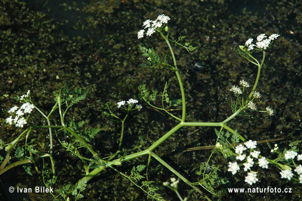 Haluchovka vodná (Oenanthe aquatica)