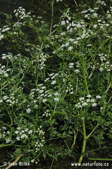 Haluchovka vodná (Oenanthe aquatica)