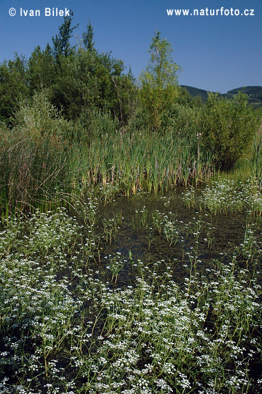 Haluchovka vodná (Oenanthe aquatica)