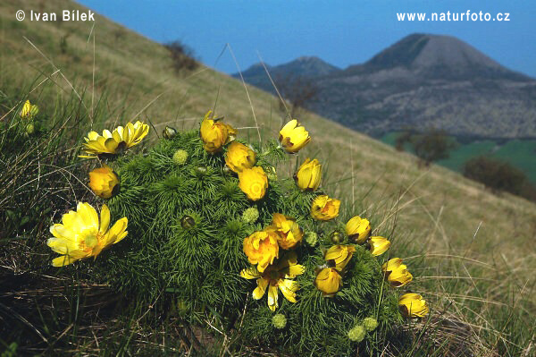 Hlaváčik jarný (Adonis vernalis)