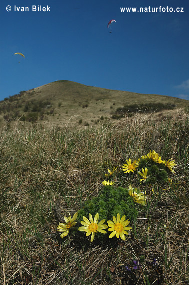 Hlaváčik jarný (Adonis vernalis)