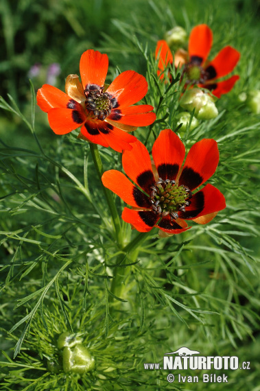 Hlaváčik letný (Adonis aestivalis)