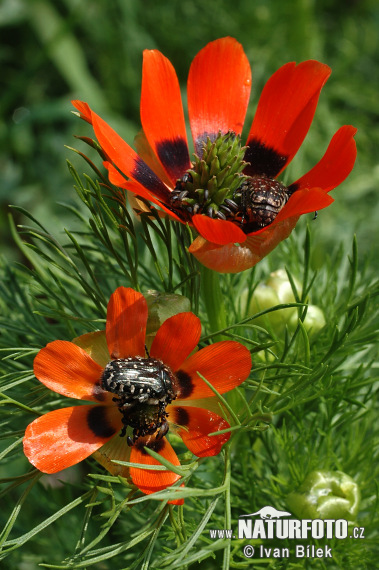 Hlaváčik letný (Adonis aestivalis)