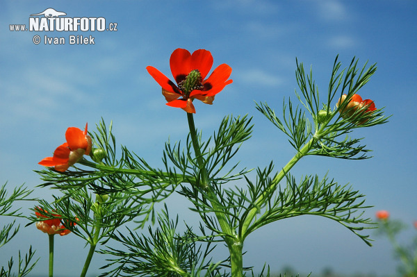 Hlaváčik letný (Adonis aestivalis)