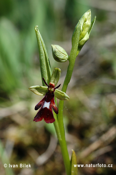 Hmyzovník muchovitý (Ophrys insectifera)