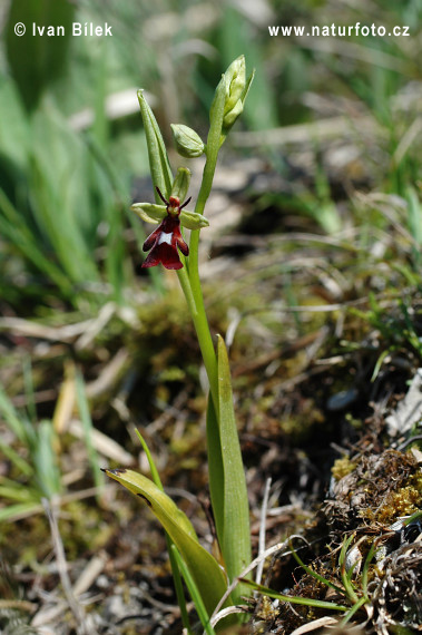 Hmyzovník muchovitý (Ophrys insectifera)