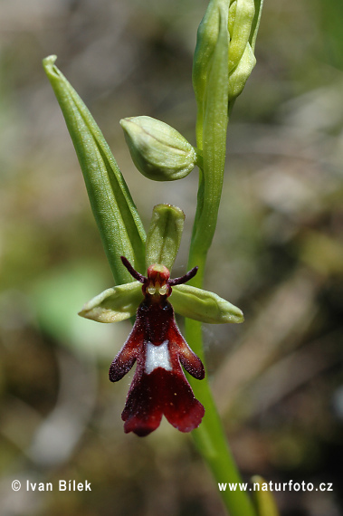 Hmyzovník muchovitý (Ophrys insectifera)