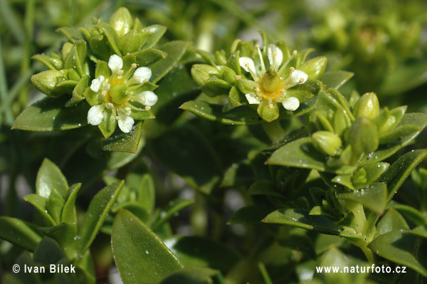 Honckenya peploides (Honckenya peploides)