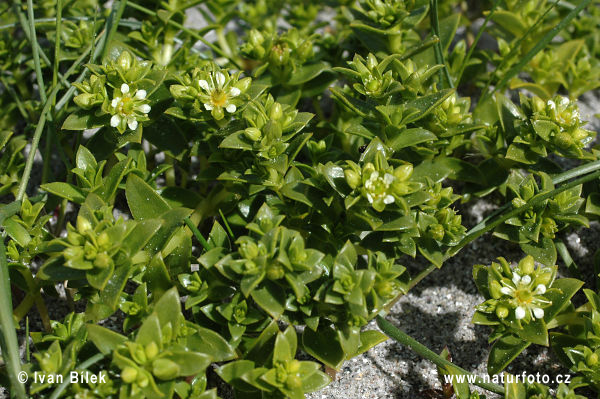 Honckenya peploides (Honckenya peploides)