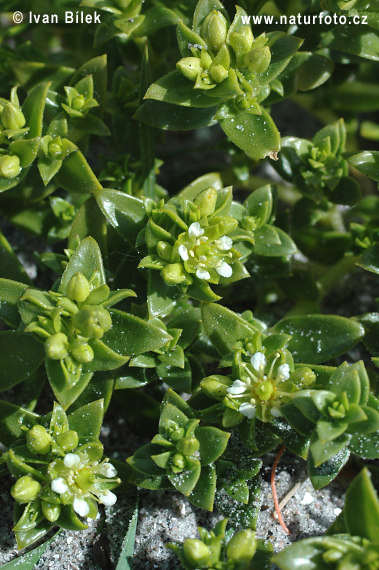 Honckenya peploides (Honckenya peploides)