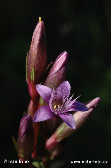 Horček horký (Gentianella amarella)