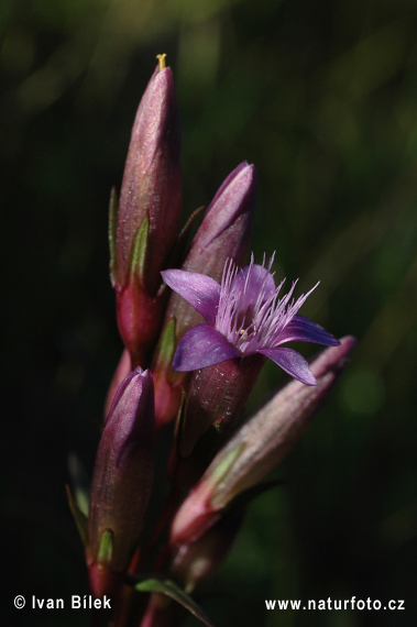 Horček horký (Gentianella amarella)