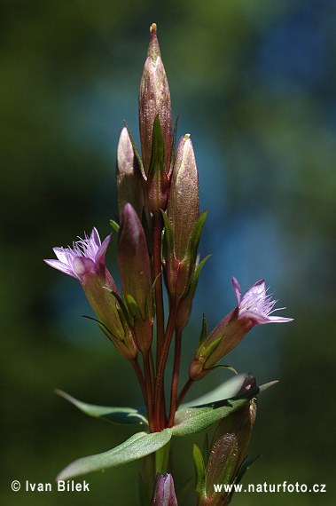 Horček horký (Gentianella amarella)