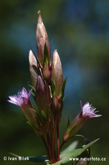 Horček horký (Gentianella amarella)