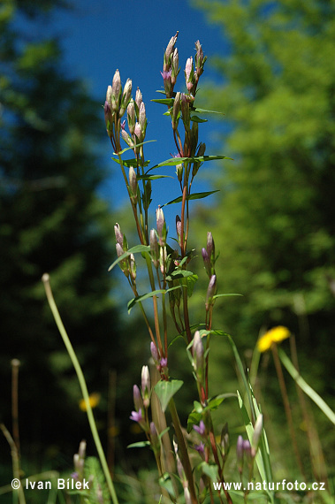 Horček horký (Gentianella amarella)