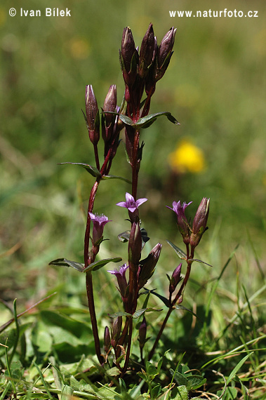 Horček horký (Gentianella amarella)