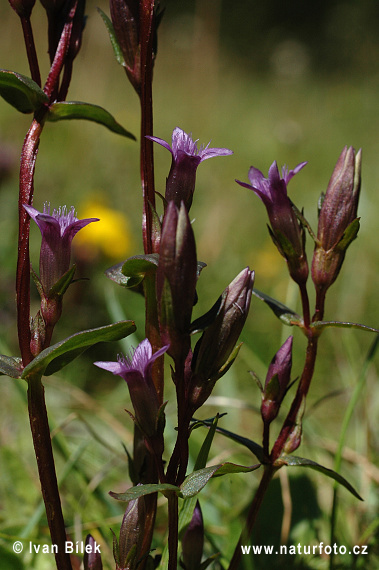 Horček horký (Gentianella amarella)