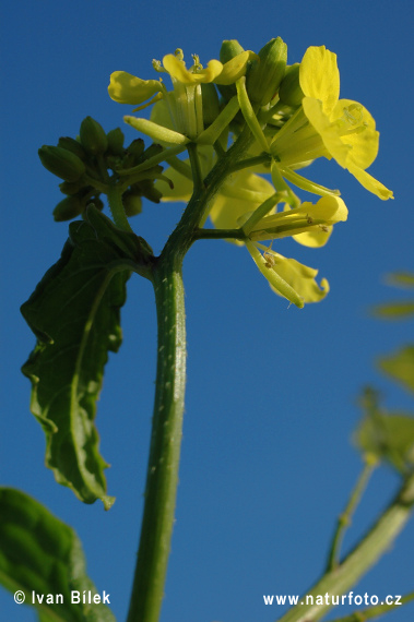 Horčica roľná (Sinapis arvensis)