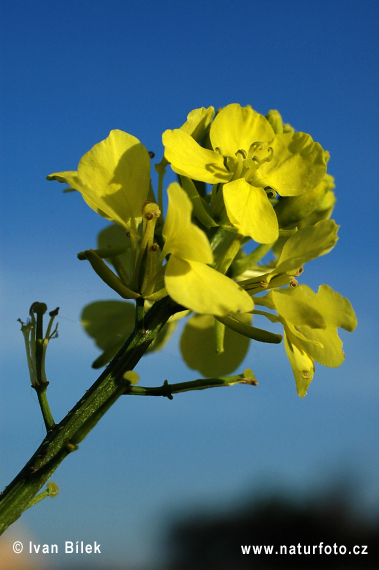 Horčica roľná (Sinapis arvensis)