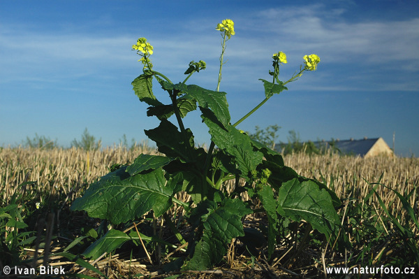 Horčica roľná (Sinapis arvensis)