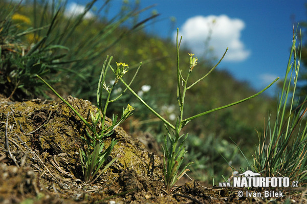 Horčičník rozložitý (Erysimum repandum)