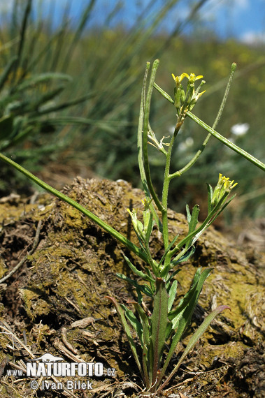 Horčičník rozložitý (Erysimum repandum)